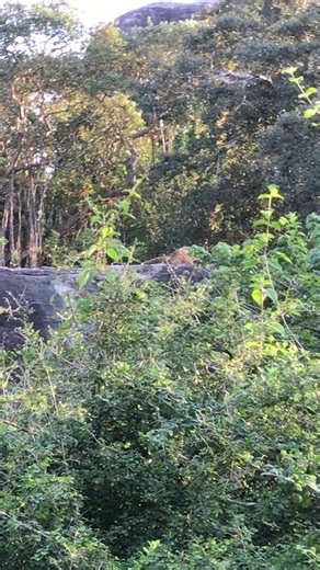 Sunil Perera (@sunil.perera41)’s videos with original sound - Dula-Tharu👫🌟