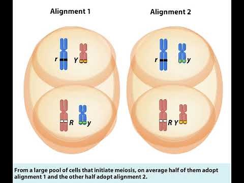 Independent assortment of alleles