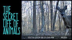 2.5K views · 52 reactions | I'm thrilled to share the trailer for my...