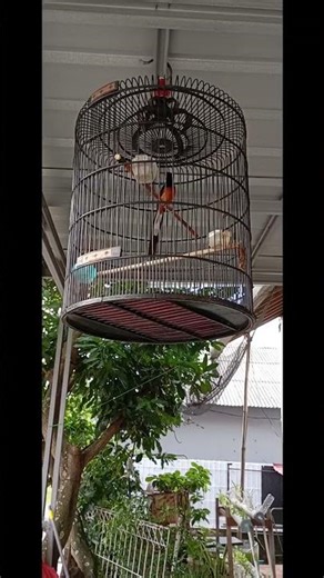 Murai batu torpedo two-TJ kicau mania Lampung