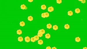 Download Animated video of flower rain with a green background. for free
