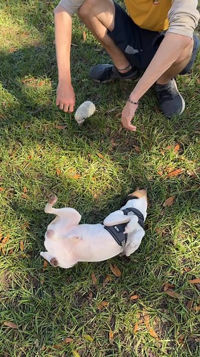 Toy Fox Terrier vs Hedgehog. #hedgehog #toyfoxterrier | Derek Redwine