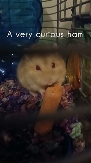 🐹❤️Sub for more ham #fyp #viral #hamster #cute #cuteanimals