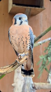 🌿 Spring migration is underway! 🦅 American Kestrels are just one of many raptor species with an impressive migration journey! While some kestrels in Canada and the northern U.S. travel just a few hundred kilometers on their migration journey, others migrate thousands- venturing as far as Central America and the Caribbean! 🌎✨ Some kestrels don’t migrate at all, Vancouver Island is home to some year round residents! 🏡 - Morgan #islandraptors #birdsofprey #tourismcowichan #raptors #tourismvicto
