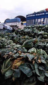 El verdadero Camión Azul 👌🔥 Coliflores de Calidad todo el año Aquí en Subasta flores y hortalizas Central de abastos CDMX Iztapalapa 👌🇲🇽🔥💯 #coliflor #CentralDeAbastos #saludosconrojito #rojitocomunica #viralreelsシ | Pedidos "Rojito"