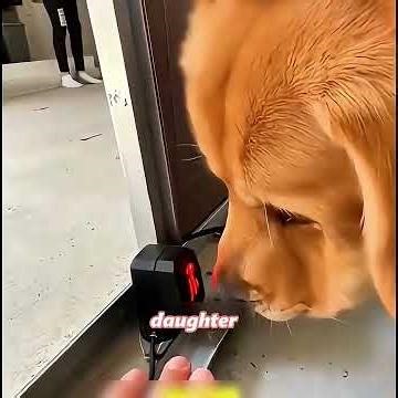 You raised it, and it protects you for a lifetime.#animals #funny #pets #happy #dog #dogs