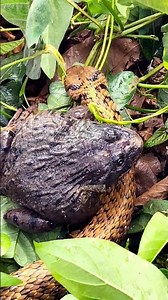 #snake #National Institute of Biological Resources Life and survival of all animal species #snake...