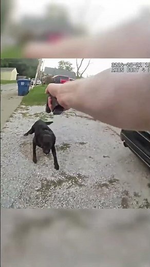 Agressive dog gets shot by an officer