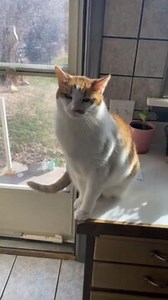 This cat, Benjamin Obiwan Kenobi, was sitting on the kitchen top, near the door, through which he wished to go outside. When the owner refused, he started meowing and attempted to scratch them. However, they did not allow him to go out which made the cat grumpy. | Jukin Copyright Management | Facebook