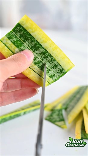 793K views · 7K reactions | Snake plant propagation method. Let's wait for a month to see the result. #snakeplantpropagation #thenextgardener | TNG | Facebook