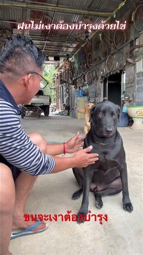 The basic method to make a dog's coat shiny involves having the dog fetch eggs for you to eat.