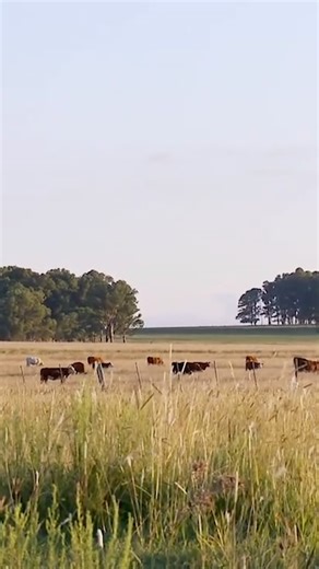 8.6K reactions · 497 shares | What does organic meat mean? While...