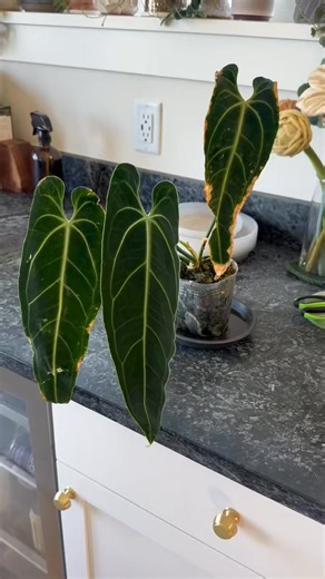 #anthuriumwarocqueanum #anthurium #aroid #newleaf #importplant #plantas | charlietrucker