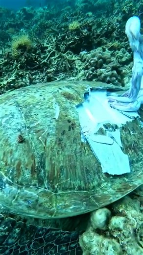 2.7M views · 5.2K reactions | LOOK: A dead turtle was found in the depths of the sea near an island in El Nido, Palawan. According to a post by a scuba diver named Glen Comprendio on Monday, June 16, the turtle died as a result of injuries caused by a boat propeller accident. : Glen Comprendio | Mindanao Times | Facebook