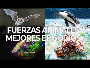 Fuerzas Animales, Los Mejores Episodios | Free Documentary Nature - Español
