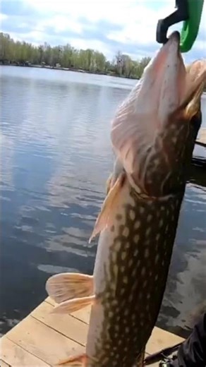 Щука на озері в Києві: атакує без попередження #рибалка #щука #озерокиєва #весна #спінінг
