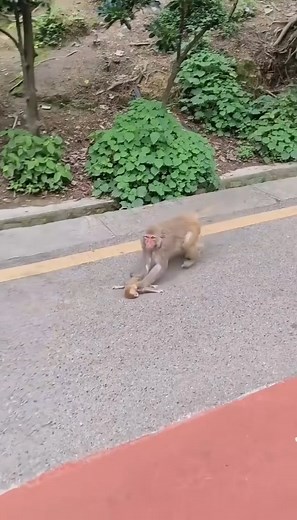 Badly mother monkey is hate and fighting her baby. | XuanZhi