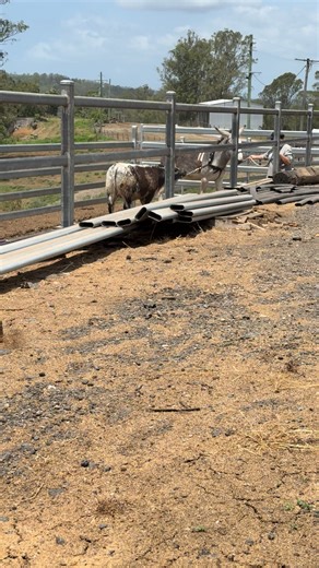 This little heifer Oakleigh Q48 Sage W5, Out of JSF 62F. Gaining 1.5 plus a day. Cash giving her a training session, and she is stubborn as they come. 🖤🤍🖤🤍 | Oakleigh Speckle Park Stud