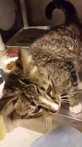 78 reactions · 62 shares | EXTREMELY URGENT! LUNAR - ID #A139966...