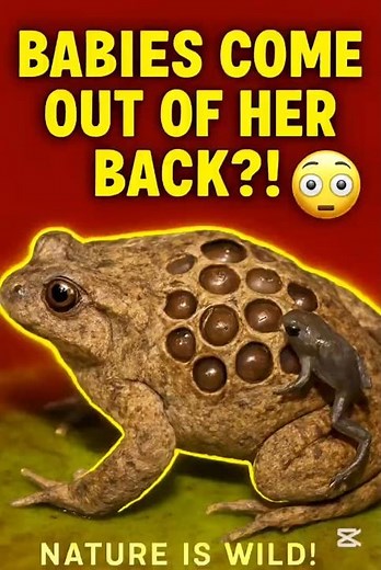 The Frog That Gives Birth Through Its Back🐸#weirdfacts #animalfacts #natureiswild