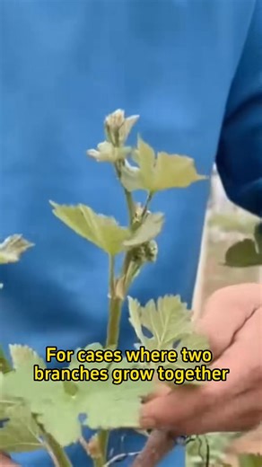 How to prune grapevines #pruning #grapes #garden #farming #grapevine #grape #gardeningtips #planting #gardening | Sam Green | Facebook