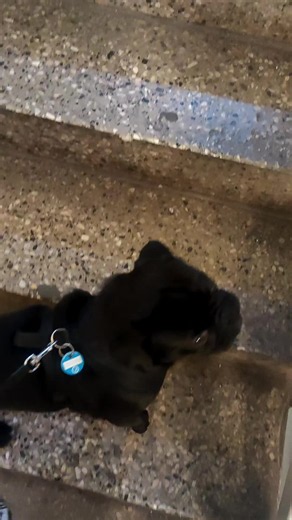Mops will getragen werden: Hund besteht auf Service beim Treppensteigen