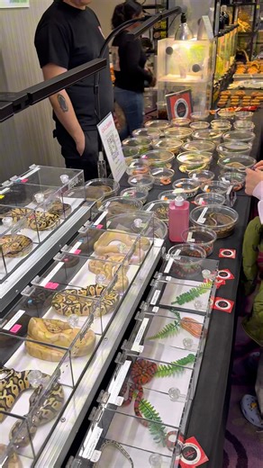 Show Me Reptiles Show - Ball Pythons