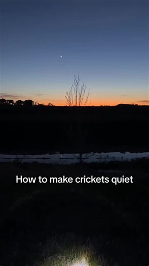 how to make crickets stop chirping, or whatever they are🤫😂 #foryou #foryoupage #foru #nature #naturevibes #naturelover #natureathome #alberta #crickets #insect #insects #insectsoftiktok #quiet #noise #alberta #calgary #edmonton #pond #naturewalk #howto #howtotiktok #howtodo #sunset #sunsetlover