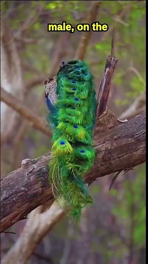 Peacock vs Peahen 🦚 – Who Works Harder? #animals #facts #shorts