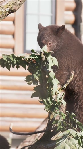 168K views · 1.4K reactions | Ursula and Yzma are growing like weeds!...