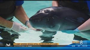 Pygmy sperm whale still in SeaWorld's care