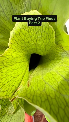 It’s still #fernFriday! 🌿 This is part 2 (part 1-previous post) of my plant buying trip and what I found. And brought home. 😉 . This staghorn fern (Platycerium bifurcatum) is so amazing. Make sure you watch the video to the end to see some close-ups. It is growing around the pot, so it needs to be re-potted and it won’t be easy. . I hope you enjoyed seeing the ferns I found on my plant buying trip. It was a fun day! . Have a great rest of your day, plant friends! 🌿💚🌿💚🌿💚🌿💚 | The Housepl