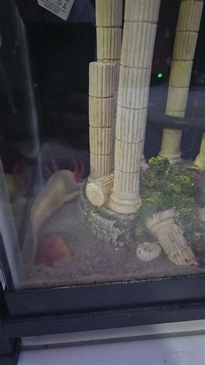 getting sooo big #axolotl