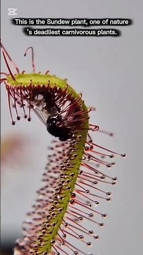 Sundew Plant Eats Fly 🌱 Deadly Carnivorous Plant Caught on Camera
