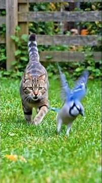 Cat Chasing Bird Then Catches It #cat #cats #catvideos