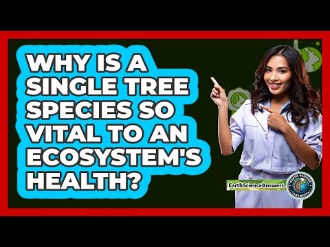 Why Is A Single Tree Species So Vital To An Ecosystem's Health? - Earth Science Answers