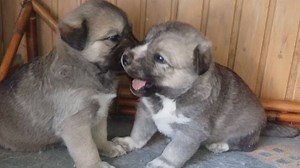 And they called it puppy love... This video of two husky puppies fighting is definitely the cutest thing you'll see today. | The Telegraph