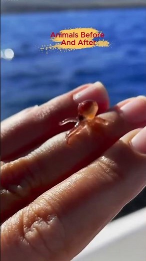 Amazing Animal Transformations: Before and After Growing Up! 🐶🐙 #Animals #Cute