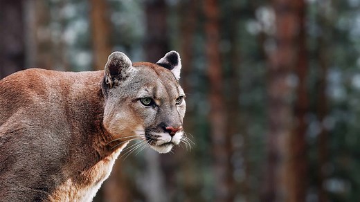 Mountain Lions in West Virginia: Do They Still Roam?