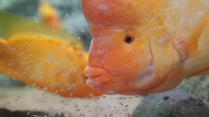 midas cichlid fish filmed