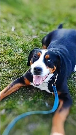 Greater Swiss Mountain Dog on a Walk | Gentle Giant Exploring Nature