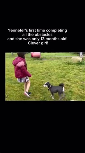 Learn Chinese Daily: Clever 聪明 #dog #learnchinese #mandarin #schnauzer #smart | Liwen's Chinese Lessons