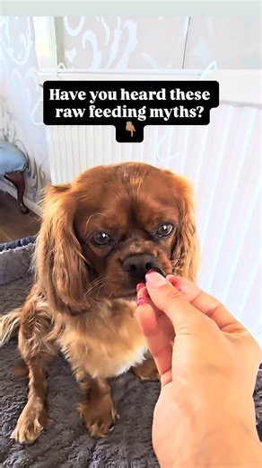 Ready to bust five myths we see about feeding a raw diet? Let’s do...