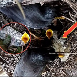 Myna bird carries snake shell on baby | Review Bird All