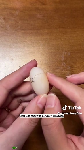 Hatching a Shell-less Turtle: A Unique Rescue Story