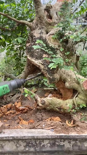 254K views · 2.2K reactions | Toàn Caca on Reels | Facebook