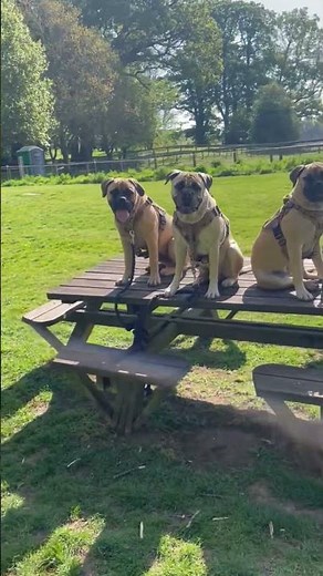 Obedience training. #bullmastiff#puppies