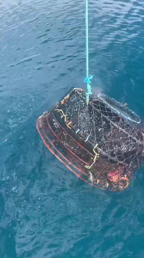 Cray-pot Fishing in Australia: Tips and Tricks for Catching Crayfish