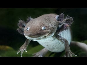 10 Weirdest Animals You Won’t Believe Exist!