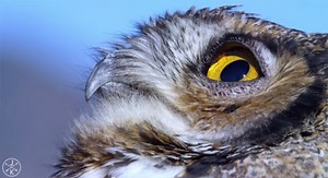 永久保存版：リアルに生きる猛禽類たちを捕えた鮮明高画質動画「BIRDS OF PREY 4K」 | カラパイア